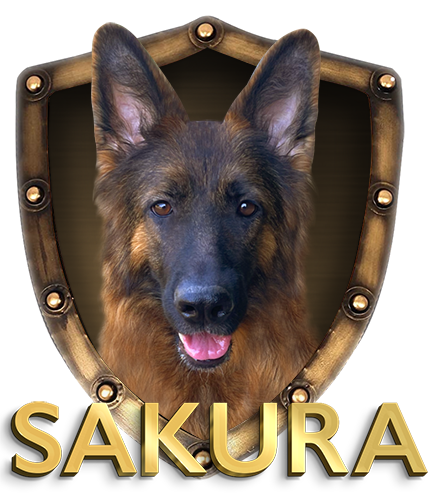 Akc champion german shepherd deals