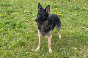 Arrow Stand Front, German Shepard,Breeder,Champion,Pedigrees,AKC