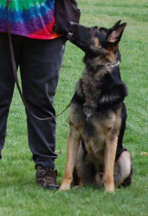 Champion,Pedigrees,AKC,german,Shepherds,Breeders,WA,Washington,Shipping,Delivery,training