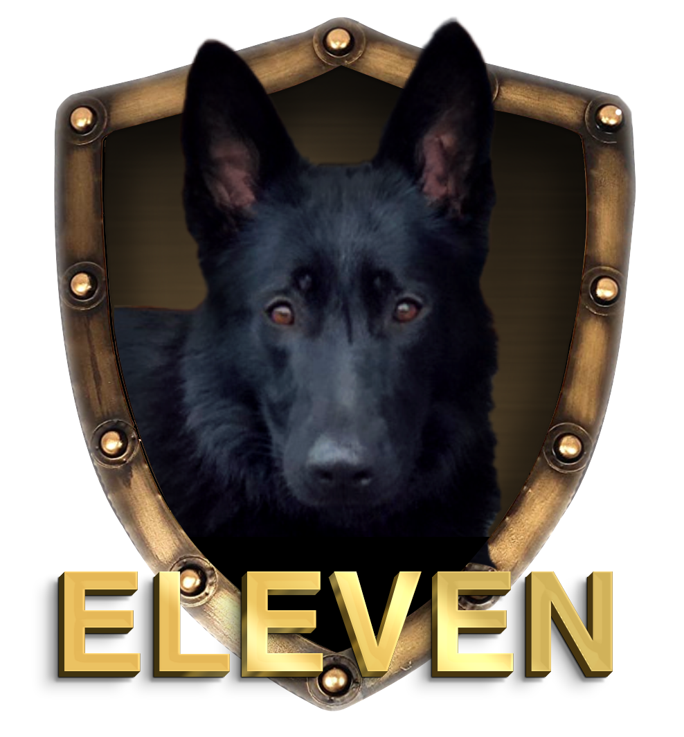 German Sheperds,AKC,purebred,Champion,Pedigree,IPO