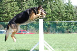 German Shepard,Breeder,Champion,Pedigrees,AKC,training,Sable,Black,pup