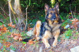 German Shepard Breeder, Champion, Pedigrees, AKC, pup