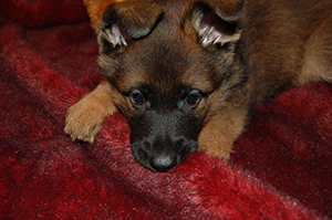 German Shepard,Champion,Pedigrees,AKC,puppy,litter,pups,pup